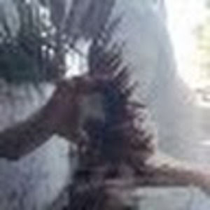 Meet your Posher, Sophie